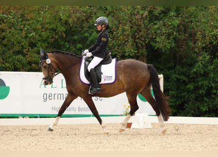 German Riding Pony, Mare, 11 years, 14 hh, Palomino