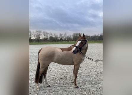 German Riding Pony, Mare, 11 years, 15,1 hh, Chestnut-Red