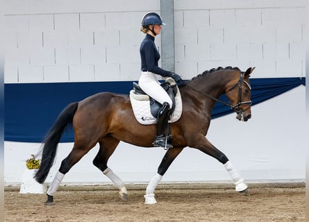 German Riding Pony, Mare, 11 years, 15 hh, Brown
