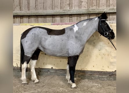 German Riding Pony Mix, Mare, 12 years, 13,2 hh, Roan-Blue