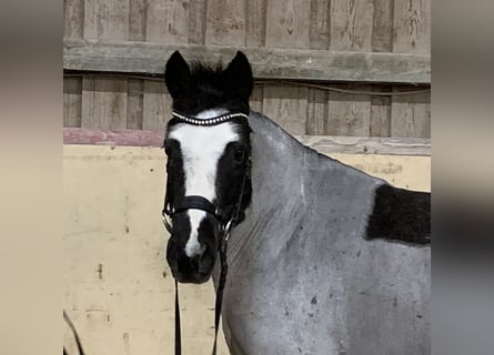 German Riding Pony Mix, Mare, 12 years, 13,2 hh, Roan-Blue