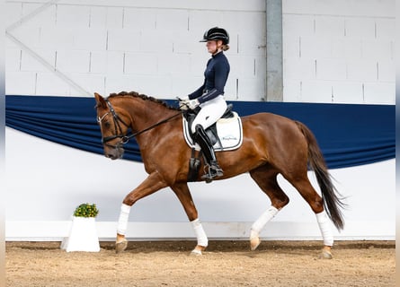 German Riding Pony, Mare, 12 years, 14.1 hh, Chestnut-Red