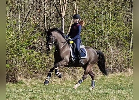 German Riding Pony, Mare, 12 years, 14.2 hh, Bay-Dark
