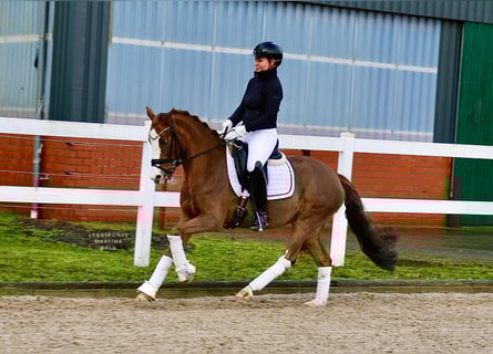 German Riding Pony, Mare, 12 years, 14 hh, Chestnut-Red