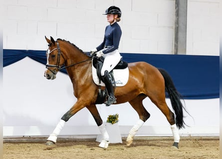 German Riding Pony, Mare, 12 years, 14,2 hh, Brown