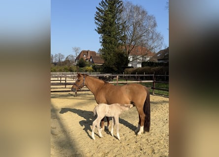 German Riding Pony, Mare, 12 years, 14,2 hh, Red Dun