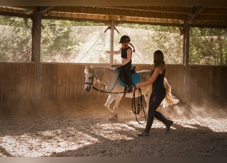 German Riding Pony, Mare, 13 years, 12 hh, Gray-Fleabitten