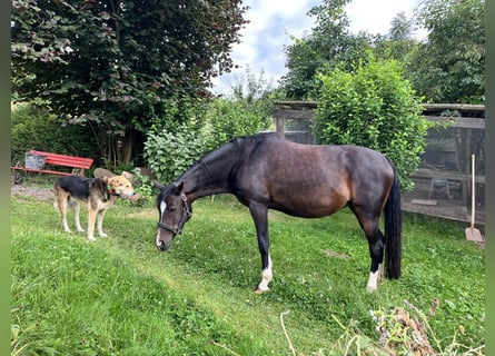 German Riding Pony, Mare, 13 years, 13.3 hh, Bay-Dark