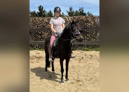 German Riding Pony, Mare, 13 years, 13,2 hh, Brown