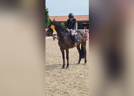 German Riding Pony, Mare, 13 years, 14,1 hh, Bay-Dark