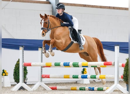 German Riding Pony, Mare, 13 years, 14.1 hh, Chestnut-Red