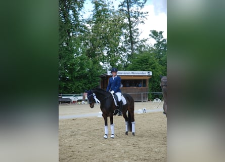 German Riding Pony, Mare, 13 years, 14,2 hh, Bay-Dark