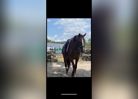 German Riding Pony, Mare, 14 years, 14.1 hh, Chestnut