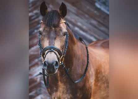 German Riding Pony, Mare, 14 years, 14.1 hh, Dun