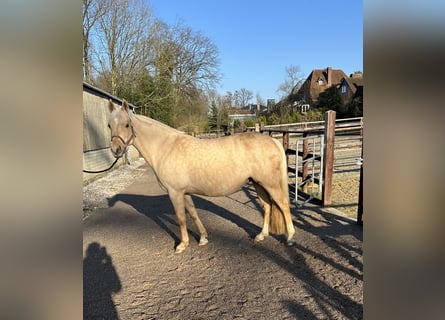 German Riding Pony, Mare, 14 years, 14,2 hh, Palomino