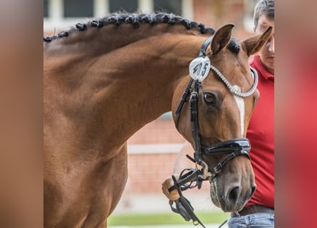 German Riding Pony, Mare, 14 years, 14,2 hh, Brown