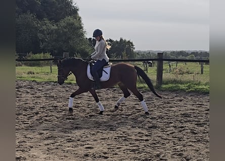 German Riding Pony, Mare, 14 years, 14,2 hh, Brown