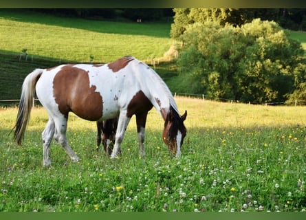 German Riding Pony, Mare, 14 years, 14,2 hh, Tovero-all-colors