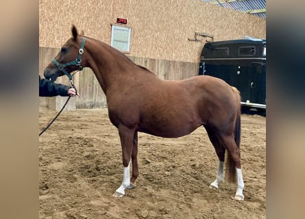 German Riding Pony, Mare, 15 years, 14 hh, Chestnut-Red