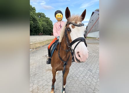 German Riding Pony, Mare, 15 years, 14 hh, Chestnut-Red