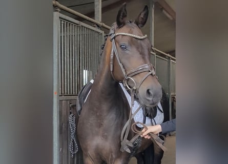 German Riding Pony, Mare, 15 years, 14,2 hh, Bay-Dark