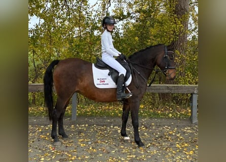 German Riding Pony, Mare, 15 years, 14,2 hh, Bay-Dark