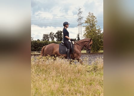 German Riding Pony, Mare, 16 years, 14,2 hh, Chestnut