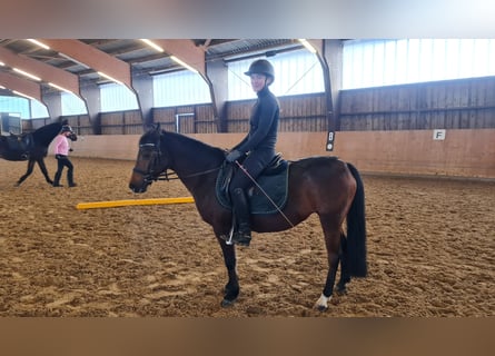 German Riding Pony, Mare, 17 years, 13 hh, Bay-Dark