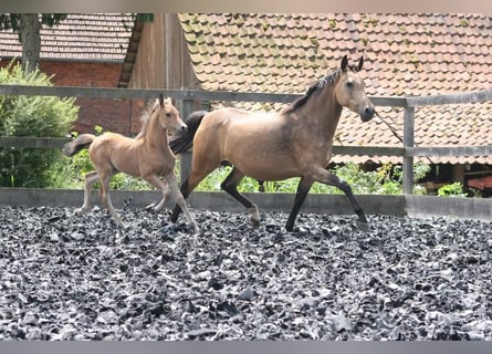 German Riding Pony, Mare, 17 years, 13,3 hh, Buckskin