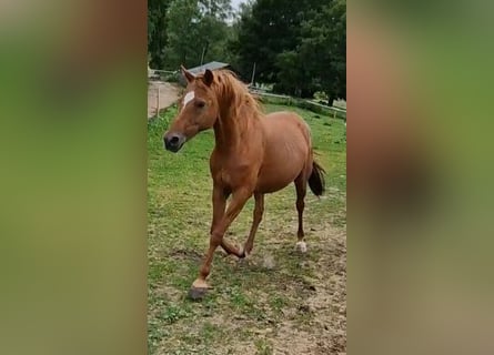 German Riding Pony, Mare, 17 years, 14.1 hh, Chestnut-Red
