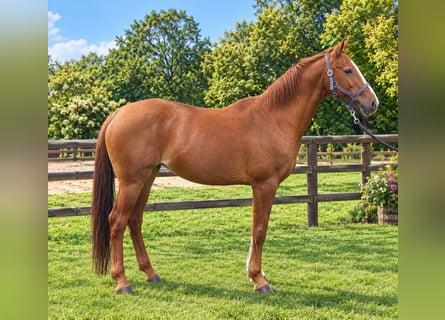 German Riding Pony, Mare, 17 years, 14.1 hh, Chestnut-Red