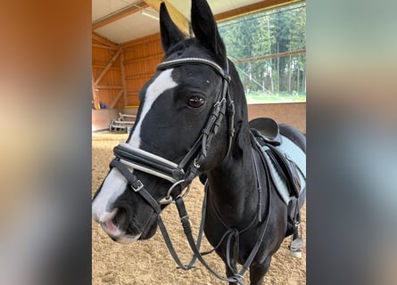 German Riding Pony, Mare, 17 years, 14,2 hh, Black