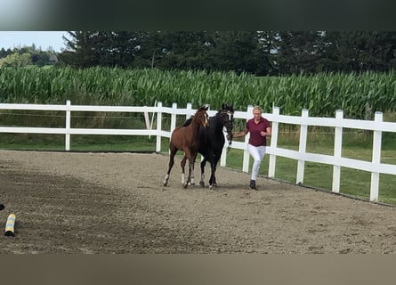 German Riding Pony, Mare, 18 years, 13,2 hh, Bay-Dark