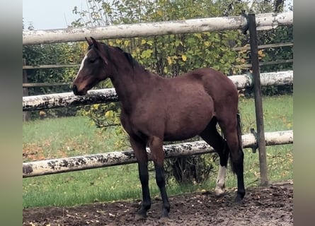 German Riding Pony, Mare, 1 year, 13.1 hh, Brown