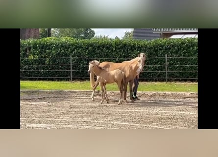 German Riding Pony, Mare, 1 year, 14 hh, Buckskin