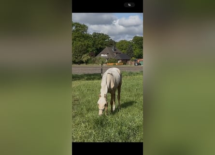 German Riding Pony, Mare, 1 year, 14,1 hh, Palomino