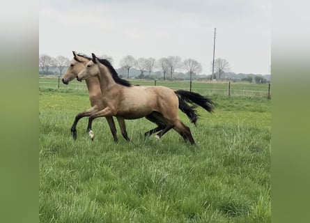 German Riding Pony, Mare, 1 year, 14,2 hh, Buckskin