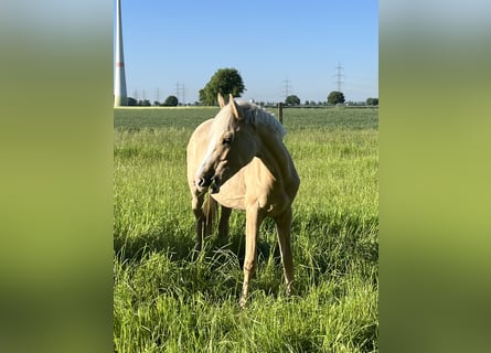 German Riding Pony, Mare, 1 year, 14,2 hh, Dunalino