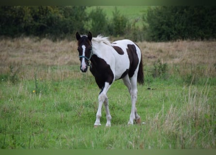 German Riding Pony, Mare, 1 year, 15.1 hh, Pinto