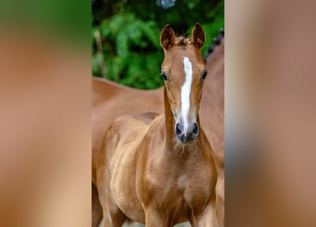 German Riding Pony, Mare, 1 year, Brown