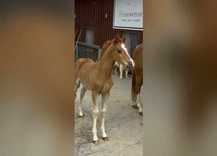 German Riding Pony, Mare, 1 year, Chestnut-Red
