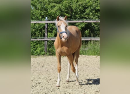 German Riding Pony, Mare, 1 year, Palomino