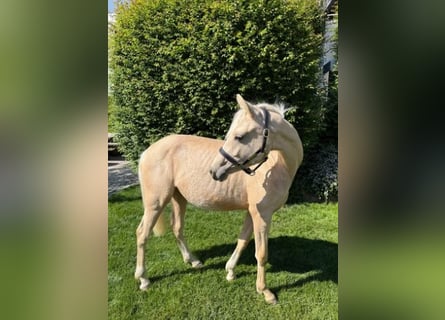 German Riding Pony, Mare, 1 year, Palomino