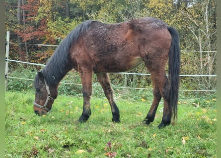 German Riding Pony Mix, Mare, 20 years, 14.1 hh, Brown