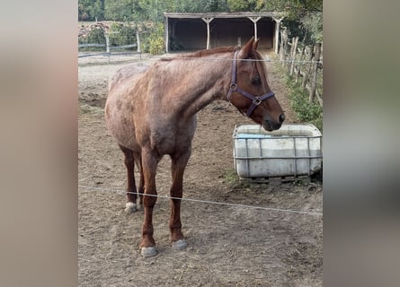 German Riding Pony, Mare, 21 years, 14.1 hh, Grey-Red-Tan