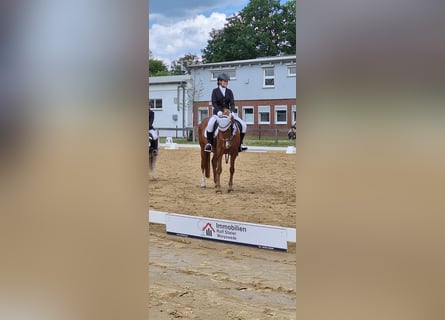 German Riding Pony, Mare, 23 years, 14.2 hh, Chestnut-Red