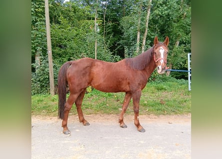 German Riding Pony, Mare, 28 years, 14,1 hh, Chestnut-Red