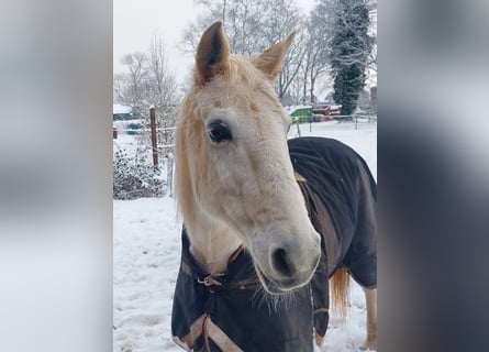 German Riding Pony, Mare, 28 years, Gray