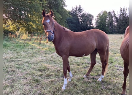 German Riding Pony, Mare, 2 years, 14,1 hh, Chestnut-Red