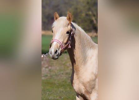 German Riding Pony, Mare, 2 years, 14,1 hh, Palomino